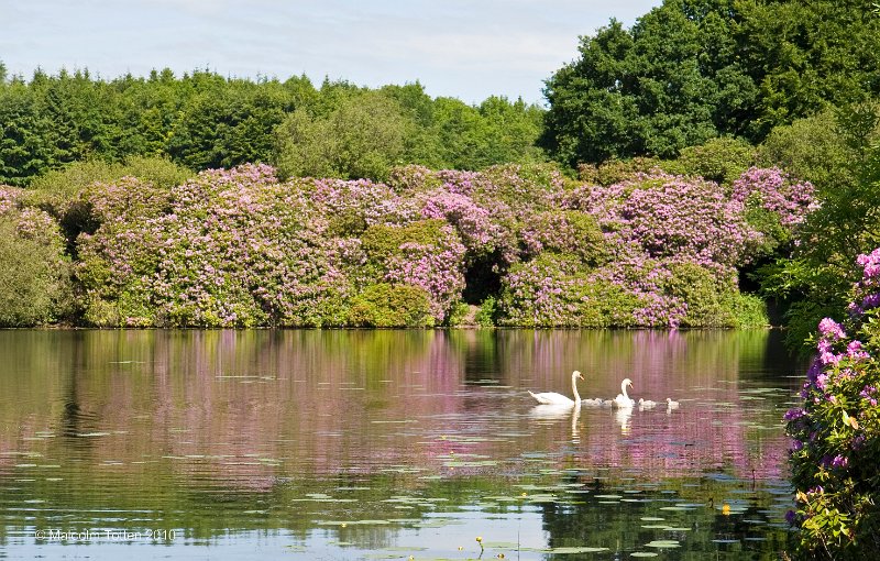 12. Rossmore in summer - The swan family.jpg